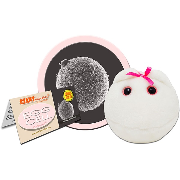 Egg Cell