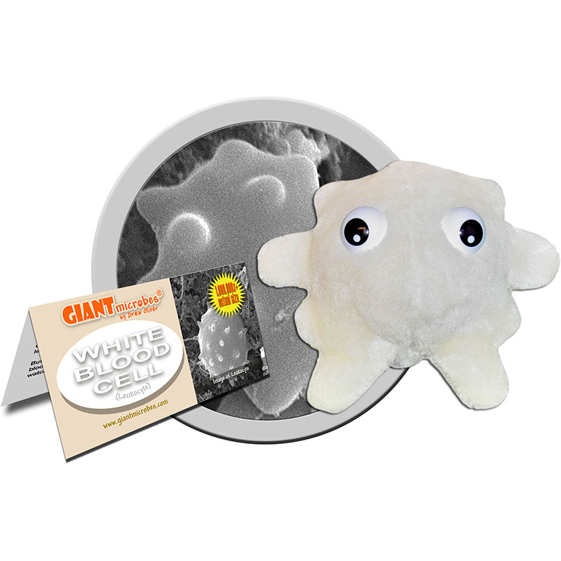 White Blood Cell